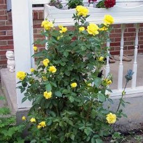Geel - floribunda roos